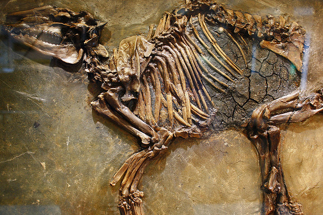 メッセル・ピットの化石地域